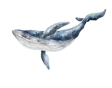 Watercolor hand painted illustration blue whale