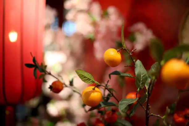 'Kumquat' (lime) tree for Chinese New Year decoration.
