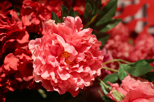 Peony for Chinese New Year decoration.