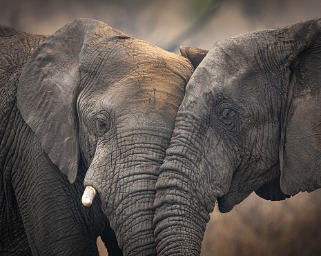 Elephants have close knit family groups and tactile behaviour is common.