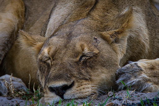 Lions  spend between 16 and 20 hours each day resting and sleeping.