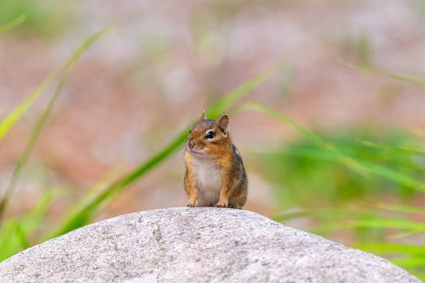 A Eastern Chipmunk (Tamias striatus) looking alert on top of a boulder.