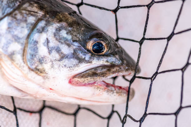 close-up of the face of a lake trout (salvelinus namaycush) caught in lake michigan. - trout fishing imagens e fotografias de stock