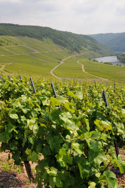 Vineyard at German Mosel Valley.