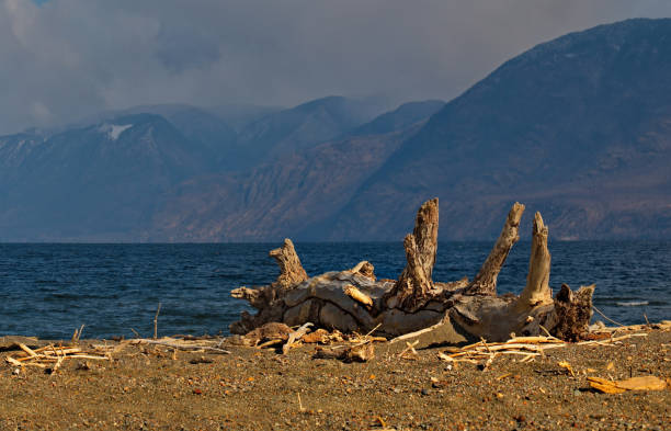 Russia. The South of Western Siberia, the Altai Mountains. A wooden snag on the winter shore of Lake Teletskoye near the mouth of the Chulyshman River.