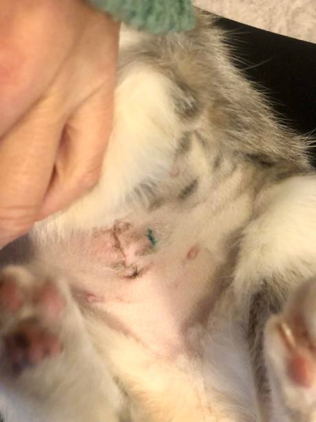 Cat Incision Infected 50+ Small Incision Stock Photos, Pictures & Royalty-Free Images - iStock