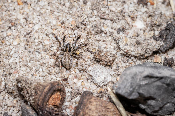 istock Wolf spider (Lycosidae) camouflaged on a tree, Cape Town, South Africa 1366441795