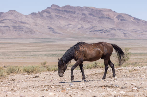 istock Wild Horse in the Utah Desert 1366442683