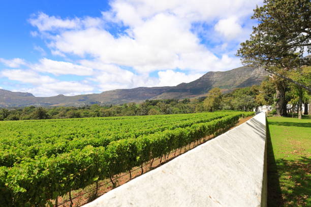 istock Fresh green vineyards on the farm Groot Constantia 1366442982