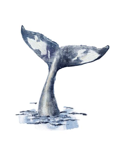 Blue humpback whale big tail up above water vector art illustration