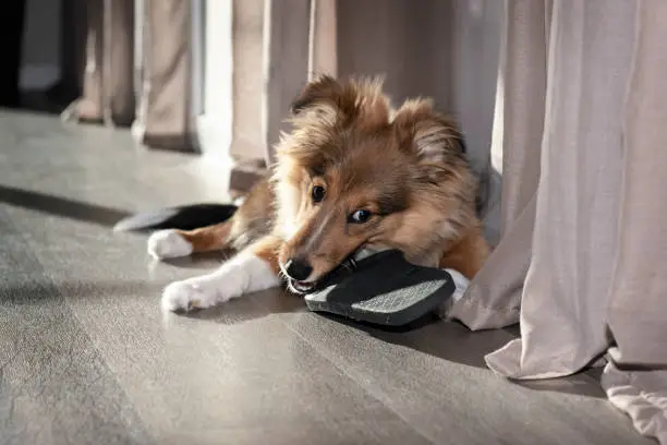 Puppy Shetland Sheepdog chewing on slippers lying on vinyl floor. Sable Sheltie dog with cute white paws and floppy ears.