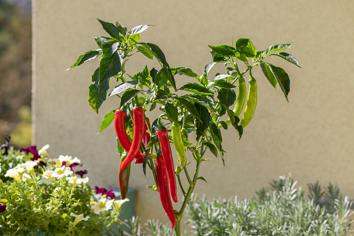 Long hot peppers on a bush. The pepper is red and green.
