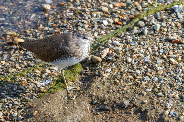 photo of green whistleblower on stones photo of green whistleblower on stones green sandpiper tringa ochropus stock pictures, royalty-free photos & images