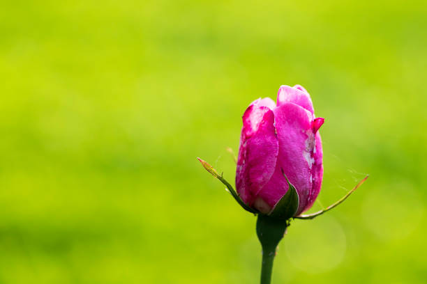 Pink tea rose on a green background