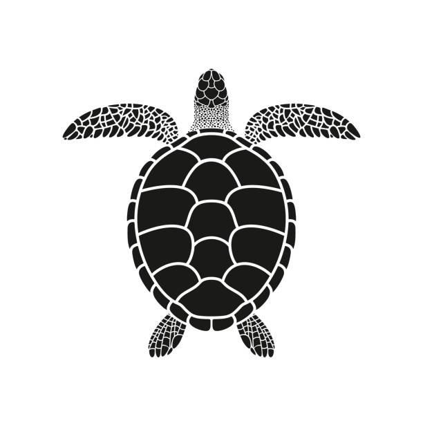 Green Turtle Illustrations, Royalty-Free Vector Graphics & Clip Art - iStock Green Turtle Illustrations, Royalty-Free Vector Graphics & Clip Art - iStock