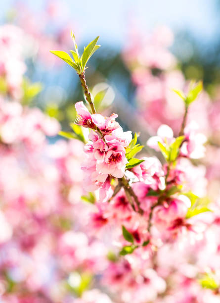 istock California Cherry Blossoms 1366444747