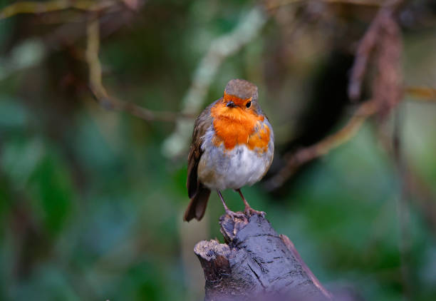 Eurasian robin feeding in the woods