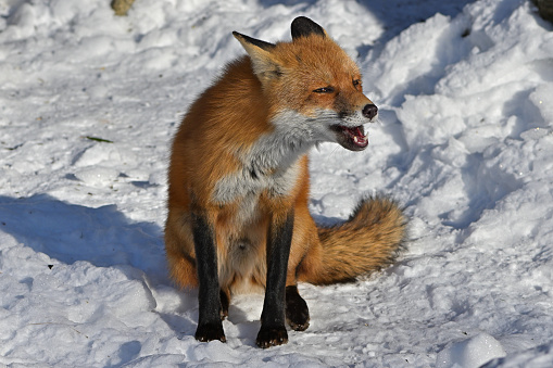 Male red fox (aka dog) vocalizing in winter, producing the owl-like 