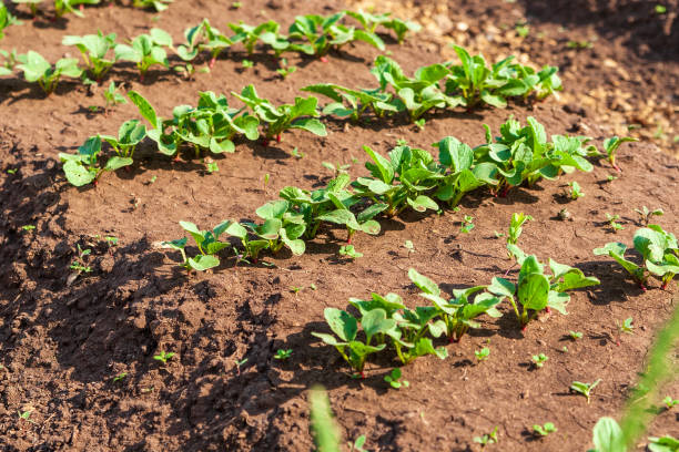 Sprouts of dill and radish grow on a vegetable garden, mixed planting. High quality photo