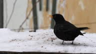 istock Slow motion with a robin Erithacus rubecula and blackbird eating grains and bread on a tray placed near a wall while snowing outside 1366446614