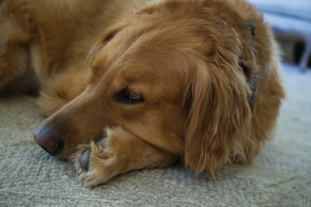 istock A cute Golden retriever dog relaxing 1366447686