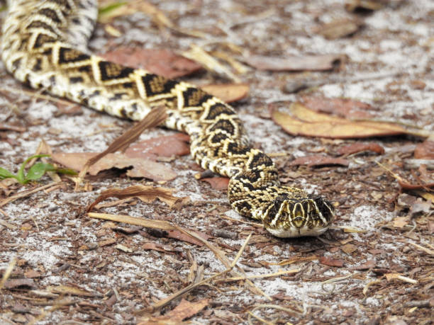 Eastern Diamondback Rattlesnake (Crotalus adamanteus) at Split Oak Forest, Florida