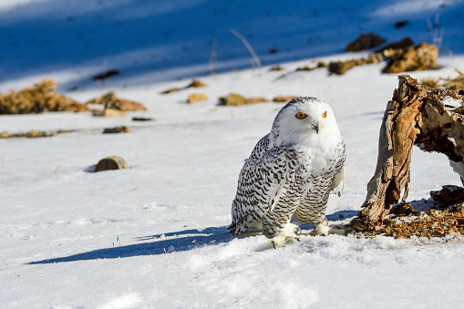 Bubo scandiacus - The snowy owl is a species of bird in the Strigidae family.