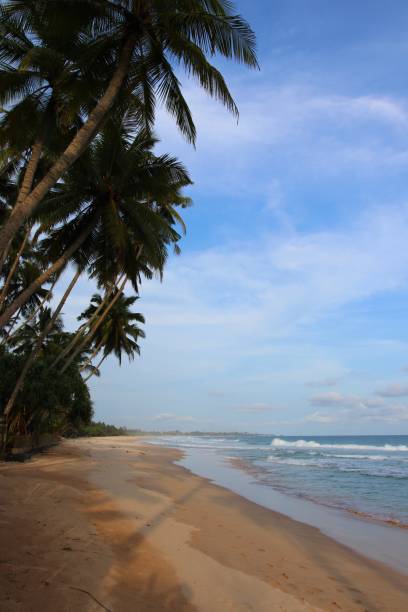 istock beautiful dream beach - Sri Lanka, Asia 1366449336