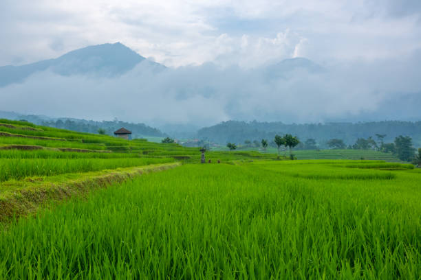 istock Rice Fields and Small Indonesian Village After Rain 1366449516