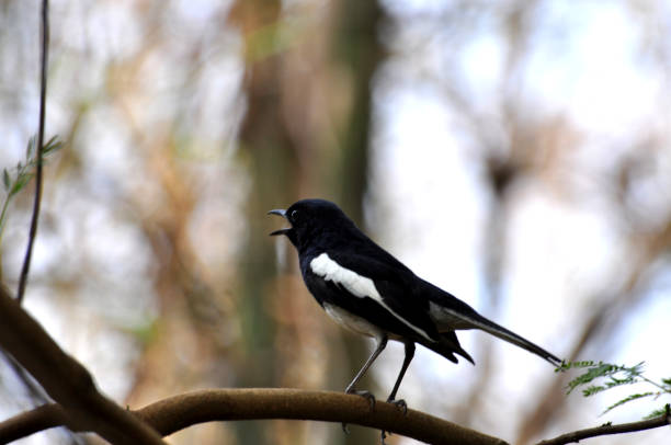 Bird-Robin stock photo