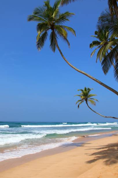 istock beautiful dream beach - Sri Lanka, Asia 1366451327