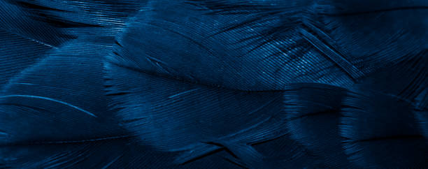 istock blue hawk feathers with visible detail. background or texture 1366451341