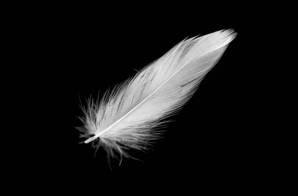 istock white duck feathers isolated on black background 1366451397