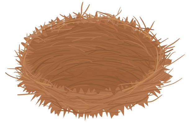 Empty Bird Nest From Twigs Isolated On White Stock Illustration - Download  Image Now - Animal Nest, Cartoon, Bird's Nest - iStock