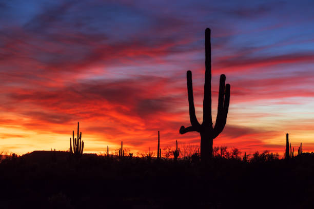 istock Saguaro cactus at sunset in the Arizona desert 1366452613