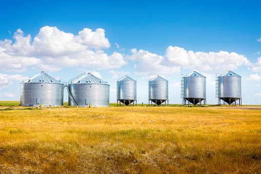 Grain elevators between corn fields in Montana