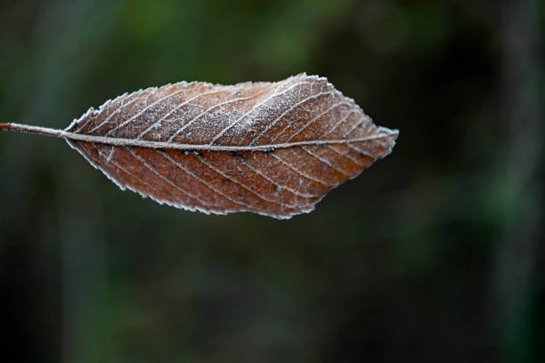 Frozen tree leaf against light and out of focus background.