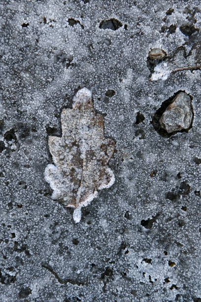 istock Fallen leaf on the frozen ground. 1366452934