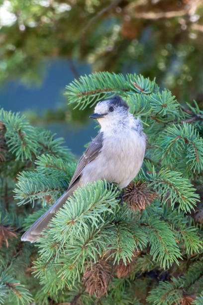 istock Canada jay (Perisoreus canadensis), also known as the gray jay, grey jay, camp robber, or whisky jack perched in a tree 1366454931