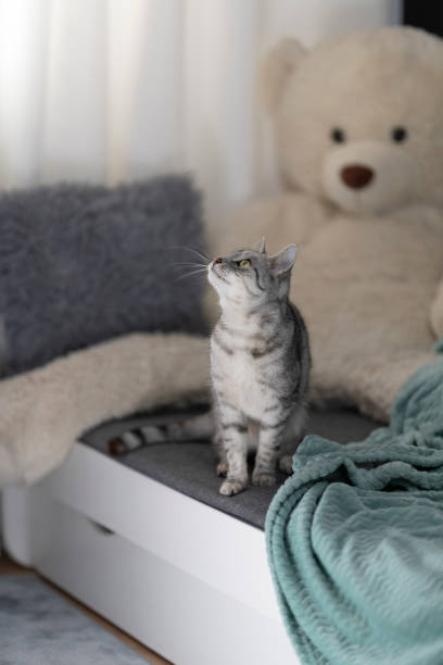 istock Cat in the children's room 1366455046