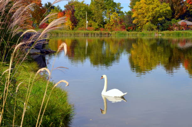 istock Swan on the Lake 1366455599