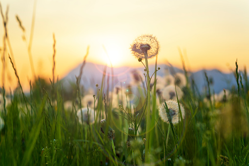 Fluffy dandelion flowers in the sunset. Beautiful landscape in Pordenone, Italy