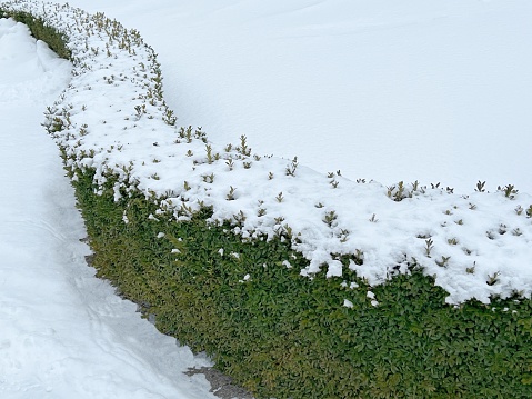 Arbustos thuja de hoja perenne cubiertos de nieve después de la ventisca en la temporada de invierno. photo