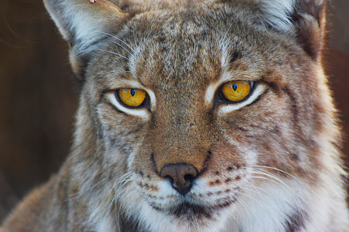Boreal lynx portrait waiting for its prey
