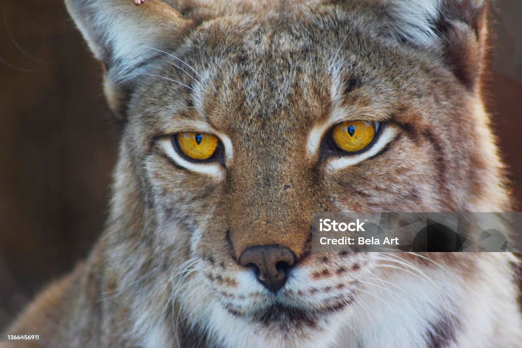 Boreal lynx portrait waiting for its prey Iberian Lynx Stock Photo