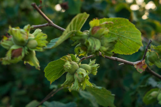 istock Hazelnut on the branch, Black sea region 1366458809