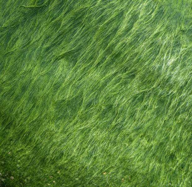 Background formed by the undulating filamentous algae stock photo
