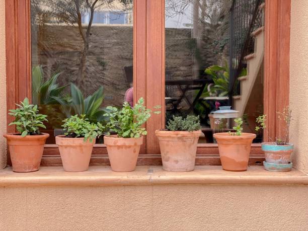 istock Front view of a window in the garden with herb plants 1366459424