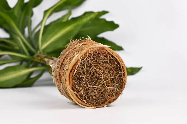 Photo of Rootbound root ball of houseplant