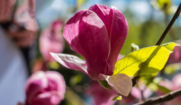 istock Blooming branch of magnolia tree in spring time 1366460487